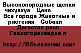 Высокопородные щенки чихуахуа › Цена ­ 25 000 - Все города Животные и растения » Собаки   . Дагестан респ.,Геологоразведка п.